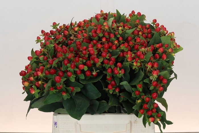 <h4>Hypericum Magical Triumph</h4>