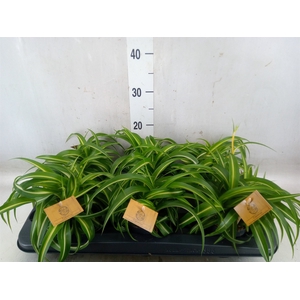Chlorophytum com. 'Bonnie'