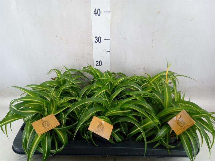 <h4>Chlorophytum com. 'Bonnie'</h4>