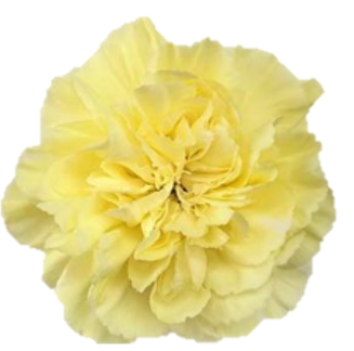 <h4>Di St Emma Yellow 65cm CO</h4>