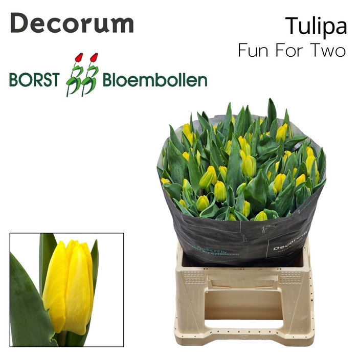 <h4>TU EN FUN FOR TWO</h4>