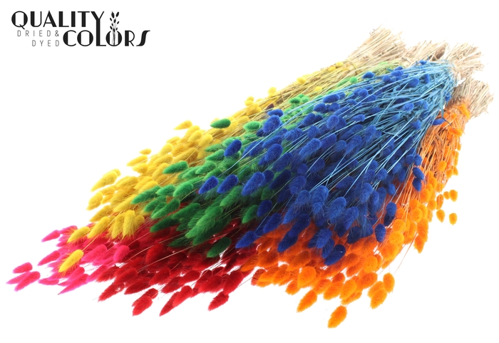 <h4>Lagurus per bunch Mixed Colours</h4>