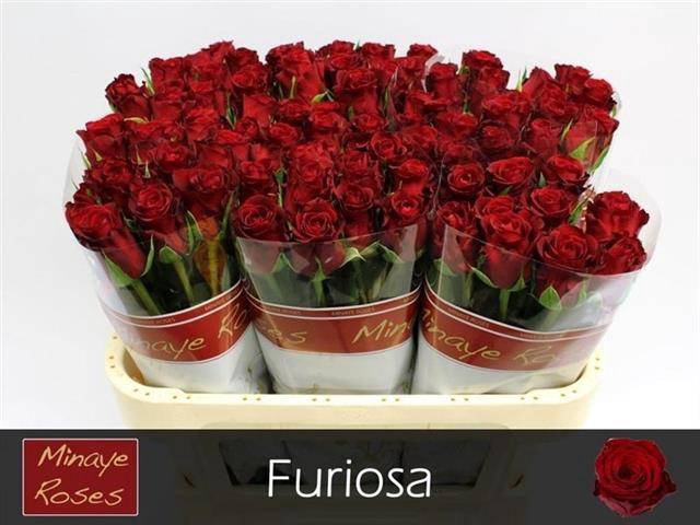 <h4>R Gr Furiosa Minaye</h4>
