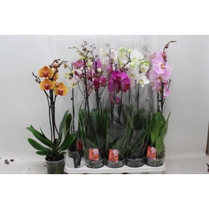PHAL GEM 7 KL