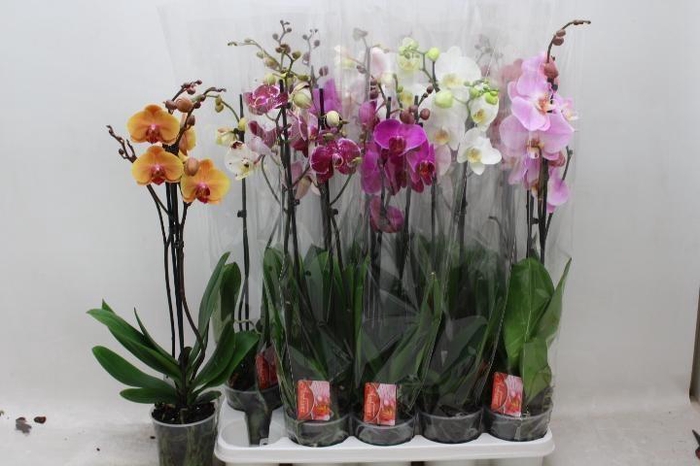 <h4>PHAL GEM 7 KL</h4>