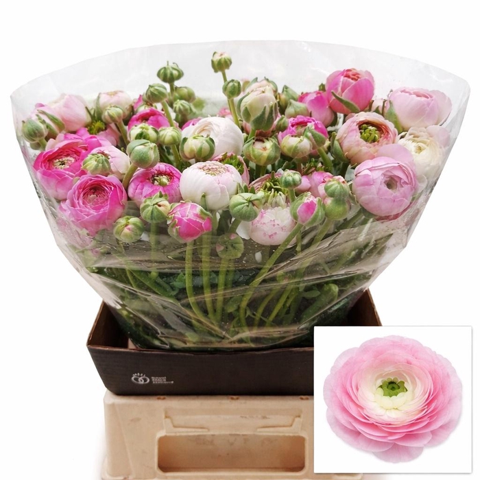 <h4>RAN PORCELAINE</h4>