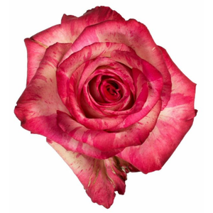 R Gr Magic Times Bicolor 50cm EC