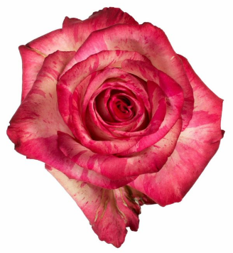 <h4>R Gr Magic Times Bicolor 50cm EC</h4>