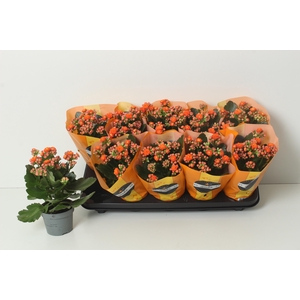 KAL GE PERFECTA ORAN