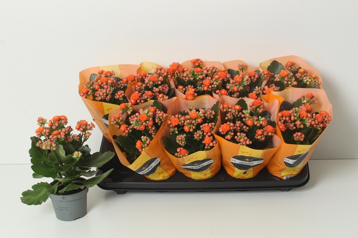 <h4>KAL GE PERFECTA ORAN</h4>