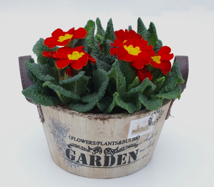 <h4>Primula Hout Rond (3x Prim)</h4>