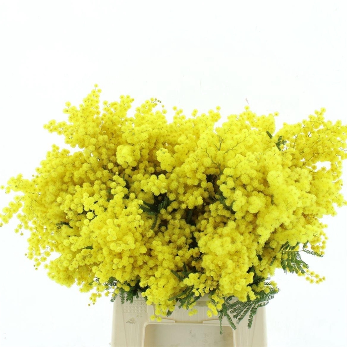 <h4>ACACIA BAILEYA BL BS</h4>