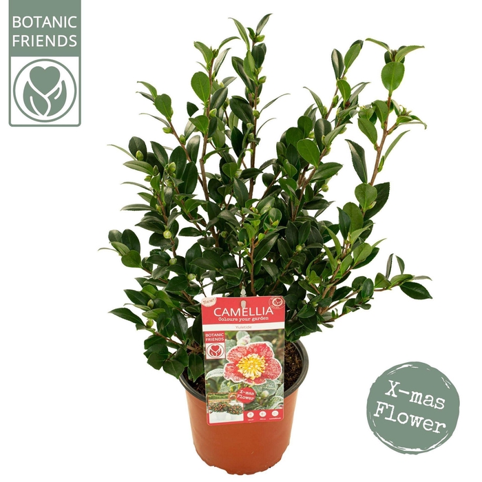 <h4>Camellia sasanqua</h4>