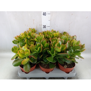 Crassula ovata 'Sunset'
