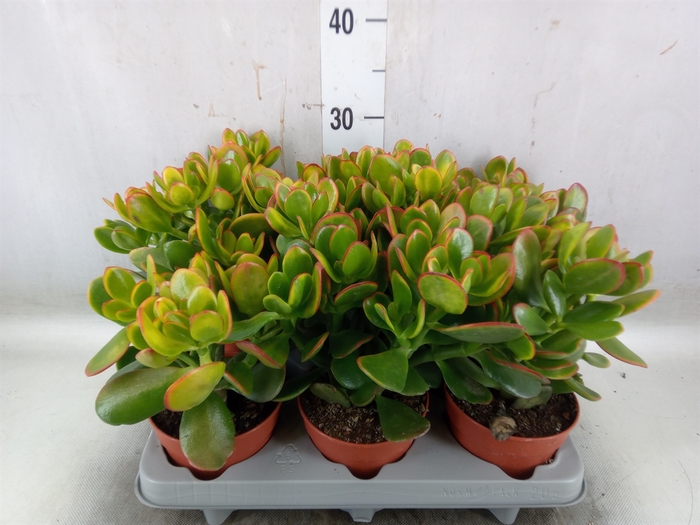 <h4>Crassula ovata 'Sunset'</h4>