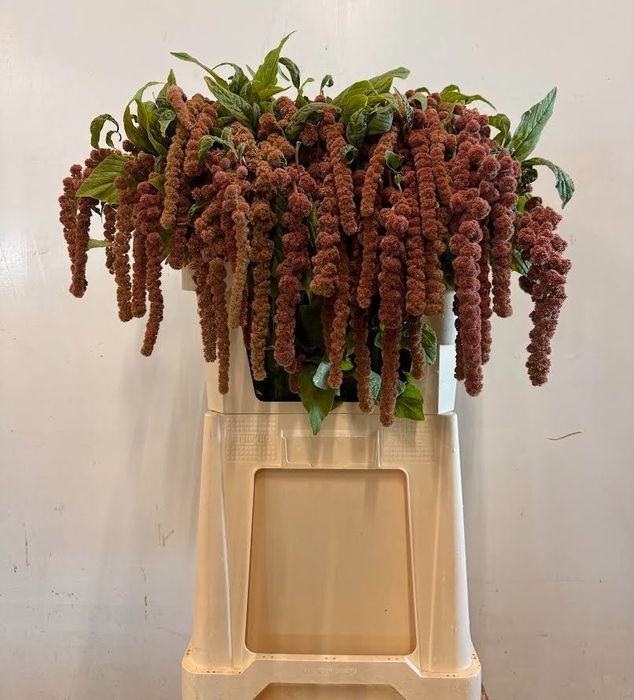 <h4>AMAR CA CORAL FOUNTA</h4>