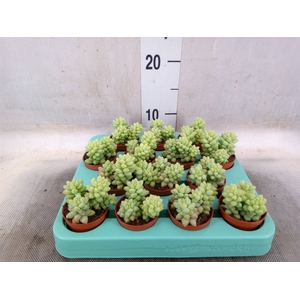 Sedum burrito