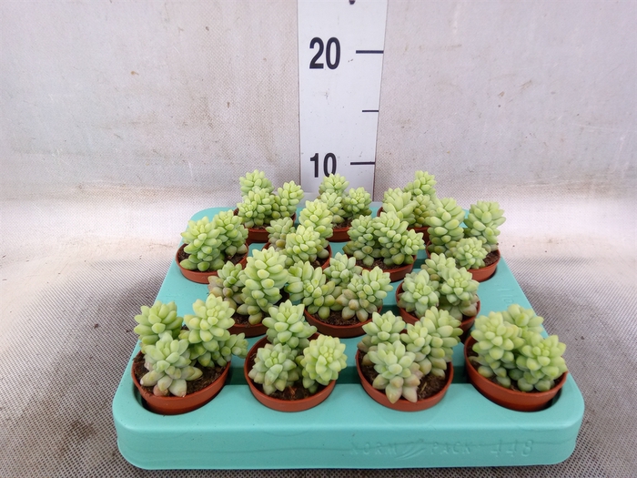 <h4>Sedum burrito</h4>