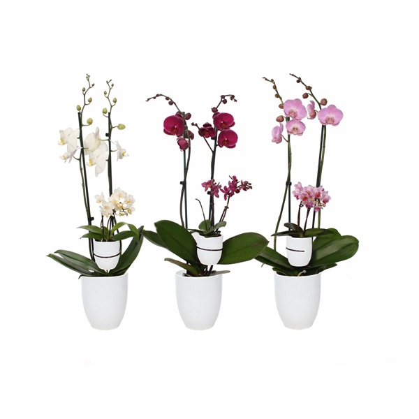 <h4>Hugo White Phal Mix 2T+ Tiny Dolls 2T</h4>