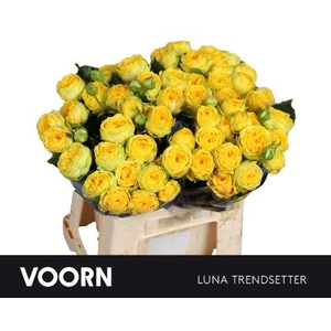 Rosa spray luna trendsetter