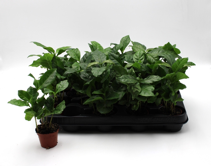 <h4>COFFEA ARABICA</h4>