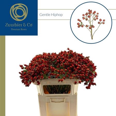 <h4>Rosa Gentle Hiphop</h4>