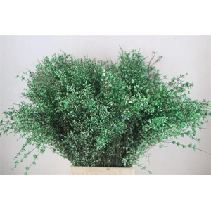 Ginster 400gr Green Pbs