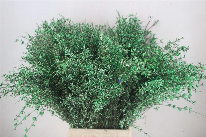 <h4>Ginster 400gr Green Pbs</h4>