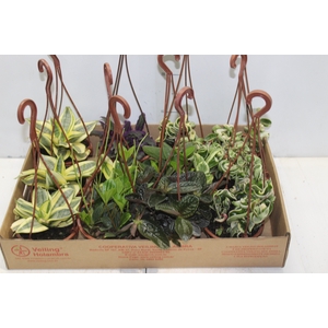 PEPEROMIA VARIADO C13
