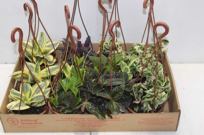 <h4>PEPEROMIA VARIADO C13</h4>