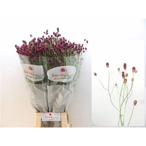 Sang Of Mag R Velvet