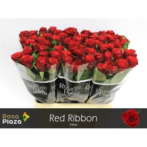 R GR RED RIBBON