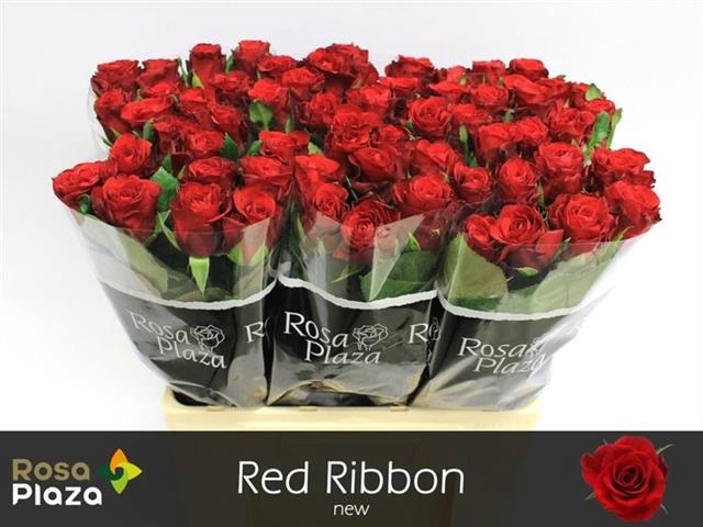 R GR RED RIBBON