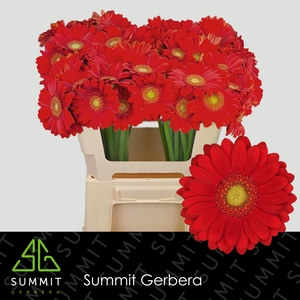 Germini Lipstick Water