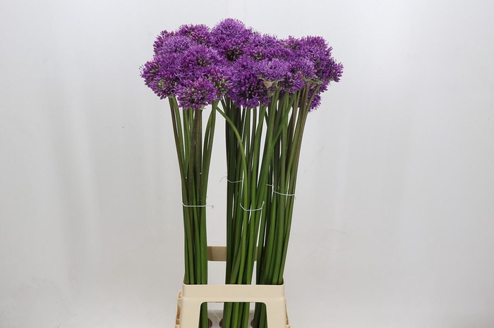 <h4>Allium Gladiator</h4>