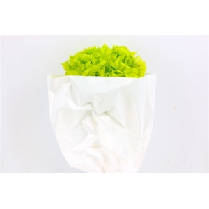 Pres Hydr Apple Green Bunch Head 16-18cm