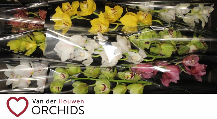 <h4>60 cm Gemengd</h4>