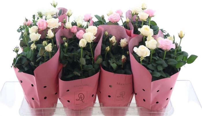 <h4>Roos Duo Romantique</h4>