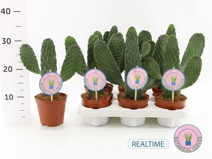 <h4>OPUNTIA</h4>