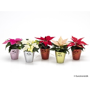 EUPHORBIA PULCHERRIMA  MINI P6 E 2247 KERST