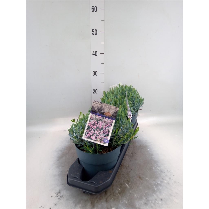 <h4>Andromeda polifolia</h4>
