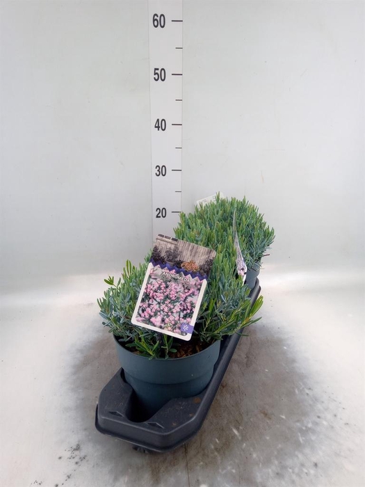 Andromeda polifolia