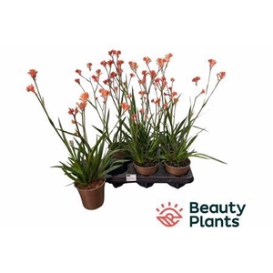 Anigozanthos overig