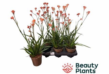 <h4>Anigozanthos overig</h4>