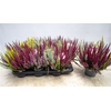 Calluna Beauty Ladies High Five