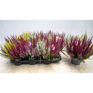 Calluna Beauty Ladies High Five
