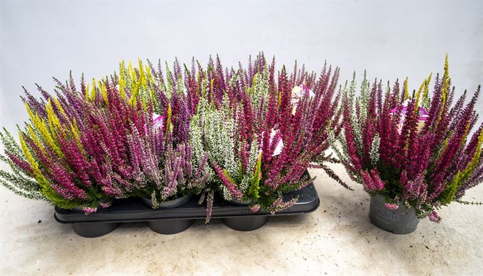 Calluna Beauty Ladies High Five
