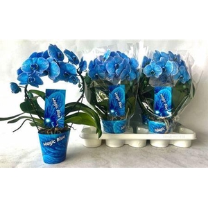 Phal **paint** Blue Bog 2 Branches 16+