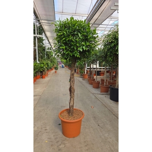 Ficus Nitida