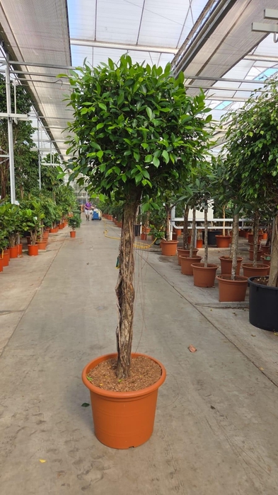 <h4>Ficus Nitida</h4>